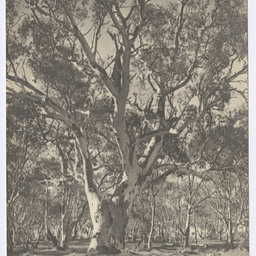 Gum trees, Mutooroo Station