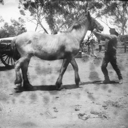 Draft horse