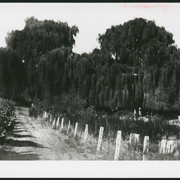 Willows at Springfield