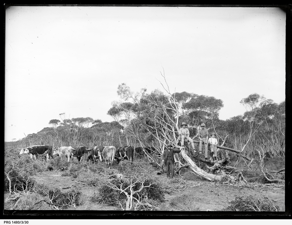 Eyre Peninsula logging and land clearing, and other scenes • Photograph