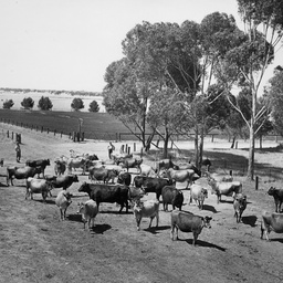 Dairy herd at Roseworthy