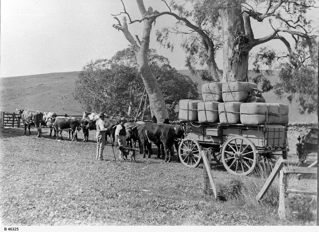 Bullock team, Strathalbyn • Photograph • State Library of South Australia