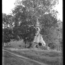 Collection of photographs taken around Adelaide by Theo Bachmann