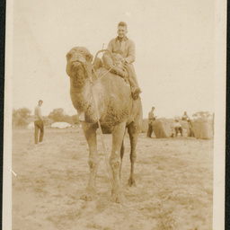 Arrabury racing camel