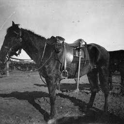War horse.