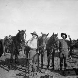 Horses of the Australian Light Horse.