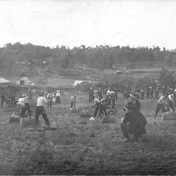 Woodchopping competition