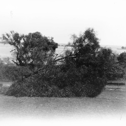 Rural scene