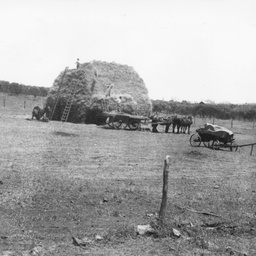 Building a haystack