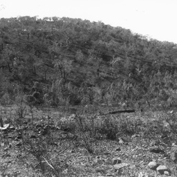 Bush scene