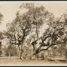 Burke's grave