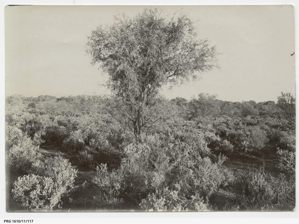 Area of low vegetation and tree • Photograph • State Library of South