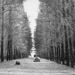 Penola Pine Forest