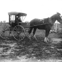 Horse and buggy