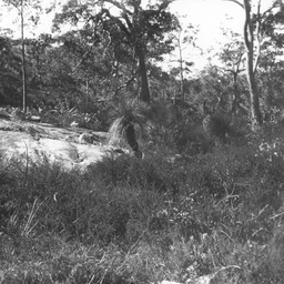 Bush scene