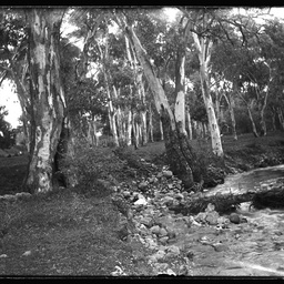 Collection of photographs taken around Adelaide by Theo Bachmann