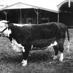 A champion Hereford bull at an Adelaide Show