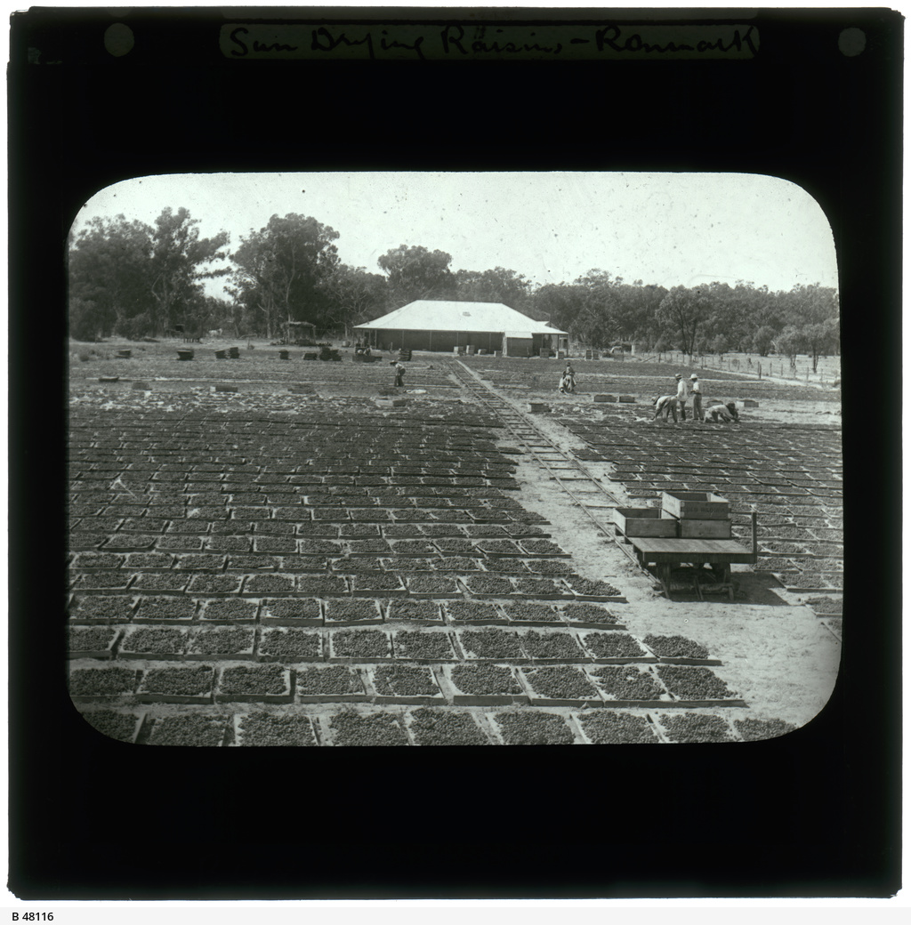 Dried fruit farm • Photograph • State Library of South Australia