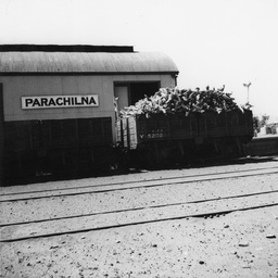 Sandalwood at Parachilna