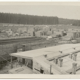 Views of pine plantation and saw mill