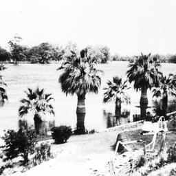 Blanchetown flood 1931 showing palm trees and footpath flooded