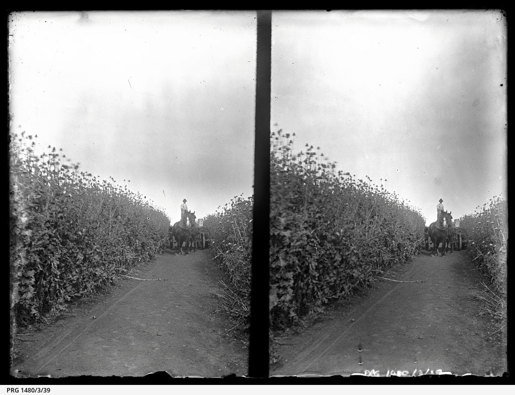 Eyre Peninsula logging and land clearing, and other scenes • Photograph