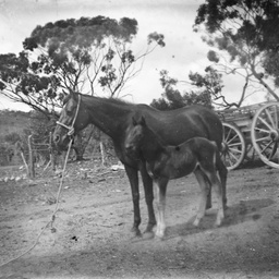 Horse and foal