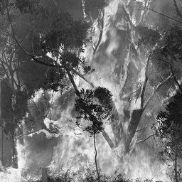Bushfires in the Adelaide Hills
