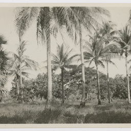Colin James Ellis, World War II photograph album, Darwin.