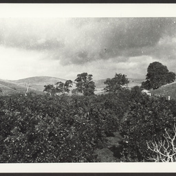 Golden Grove