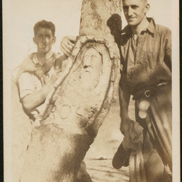 Burke Tree, Fort Wills
