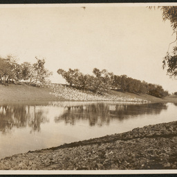 White cockatoos, Coopers Creek