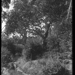 Collection of photographs taken around Adelaide by Theo Bachmann