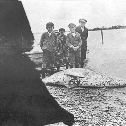 Schoolboys standing around a large dead porpoise at Tailem Bend