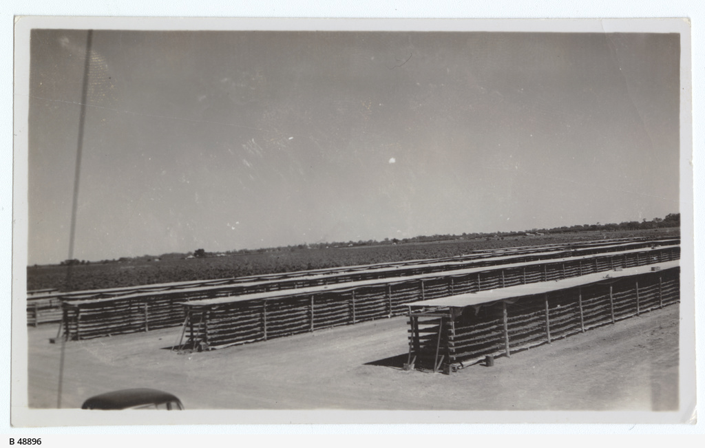 Fruit drying racks • Photograph • State Library of South Australia