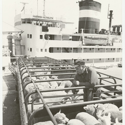 Photographs relating to Messenger Press : Boats, ships and yachts