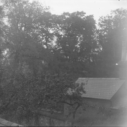 Tree and house