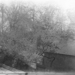 Tree and house