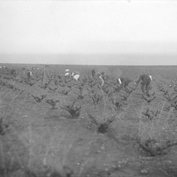 Vine pruning at Reynella