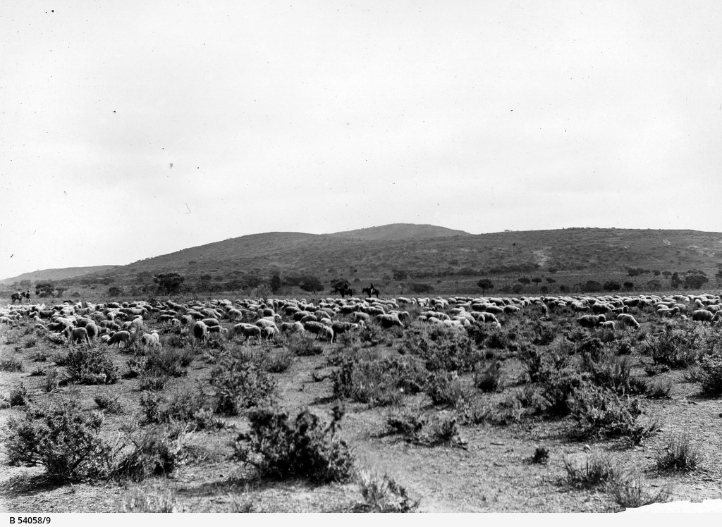Marking lambs and woolly sheep • Photograph • State Library of South