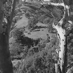 Waterfall Gully