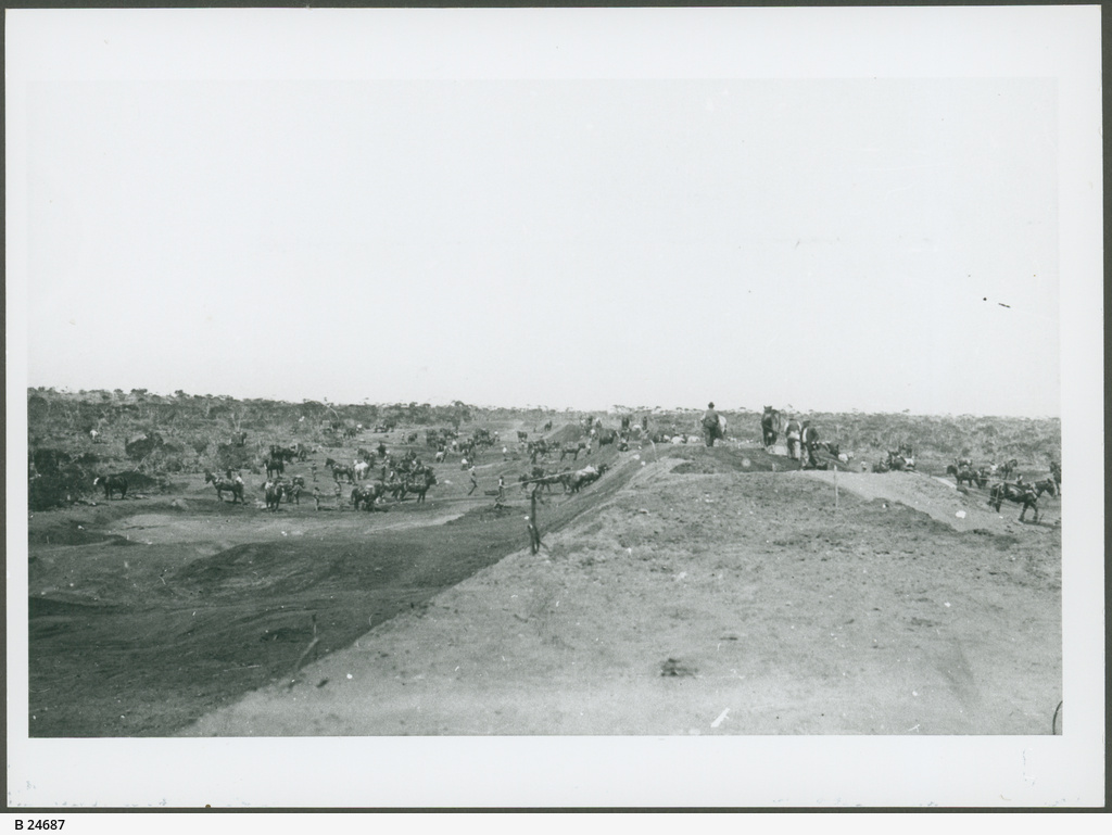 Scoop Horses at Work • Photograph • State Library of South Australia
