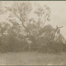 Clearing Land, Waikerie