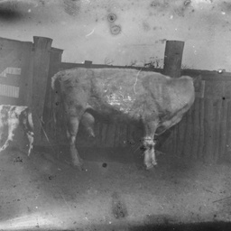Cow and calf