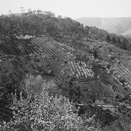 Orchard Mount Lofty Ranges
