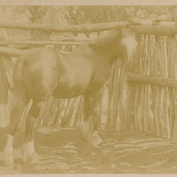 Lucy's foal