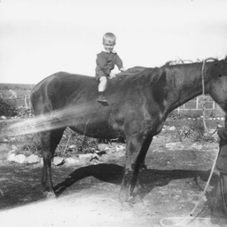 Child on a horse horse