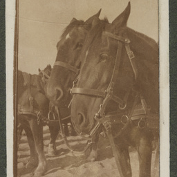 World War One Light Horse album