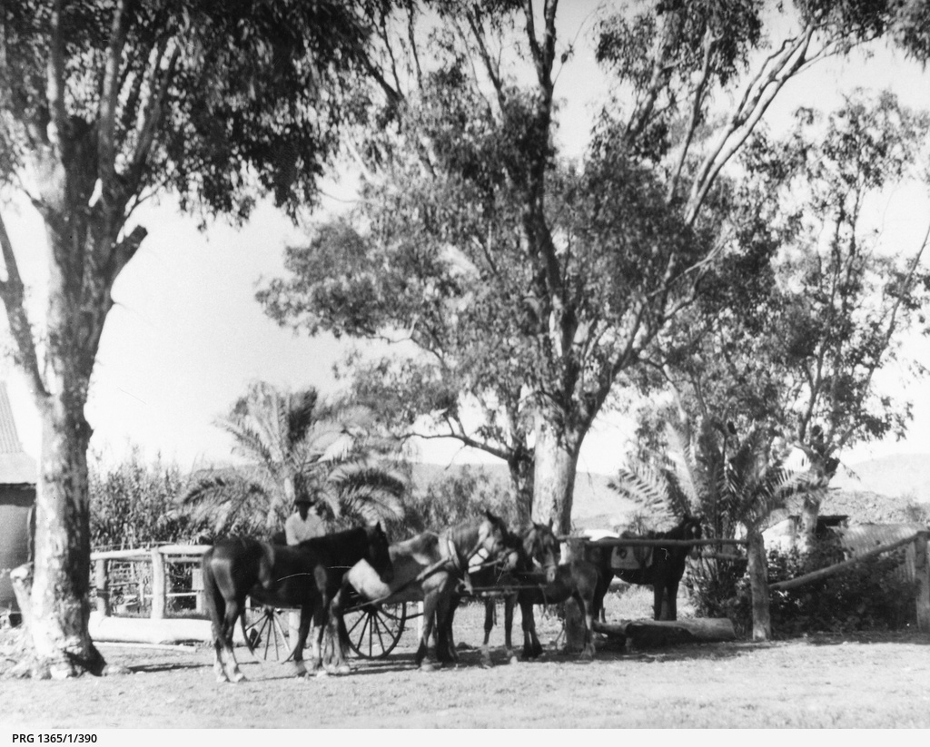 Near Wallis' store • Photograph • State Library of South Australia