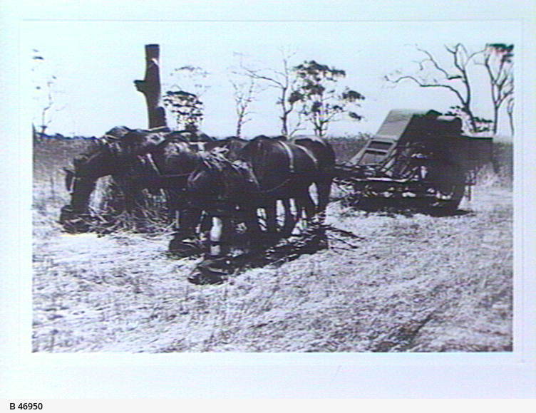 Horse drawn harvester • Photograph • State Library of South Australia